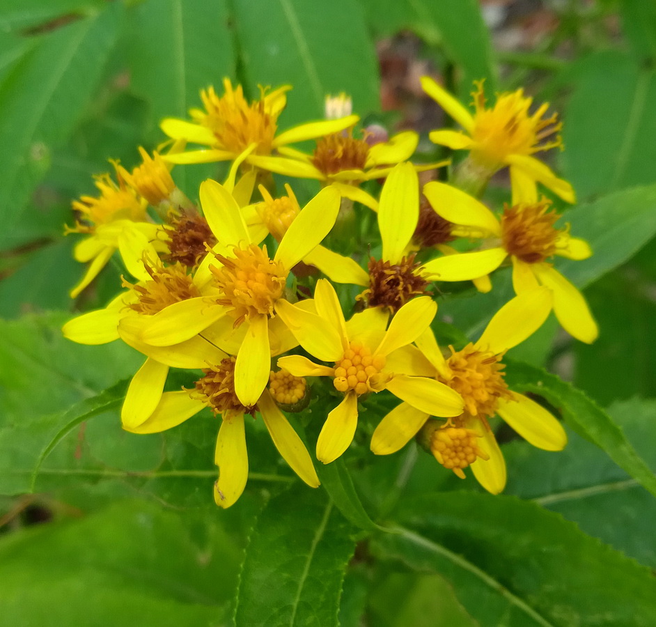 Image of Senecio propinquus specimen.