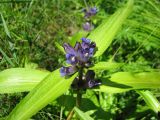 Gentiana macrophylla. Верхушка побега с соцветием. Иркутская обл., Бодайбинский р-н, долина р. Кадали, лесная поляна. Август, 2010 г.