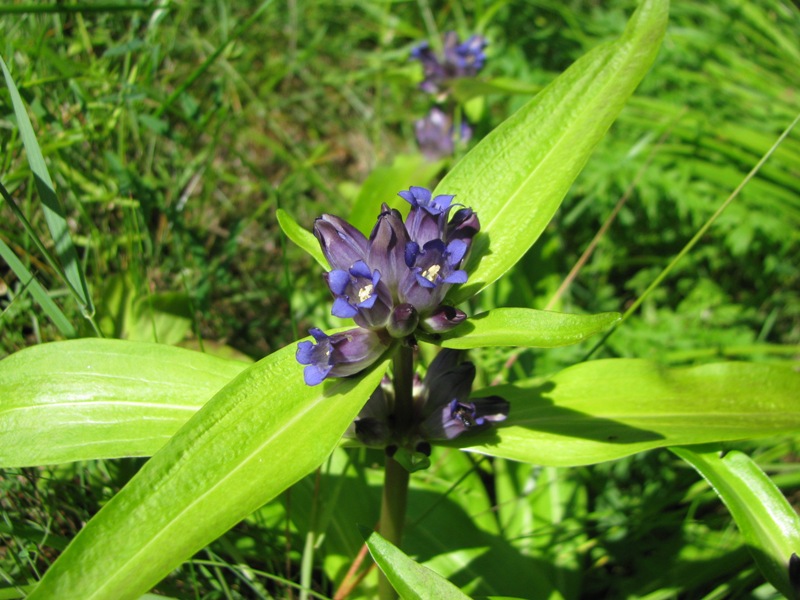 Image of Gentiana macrophylla specimen.