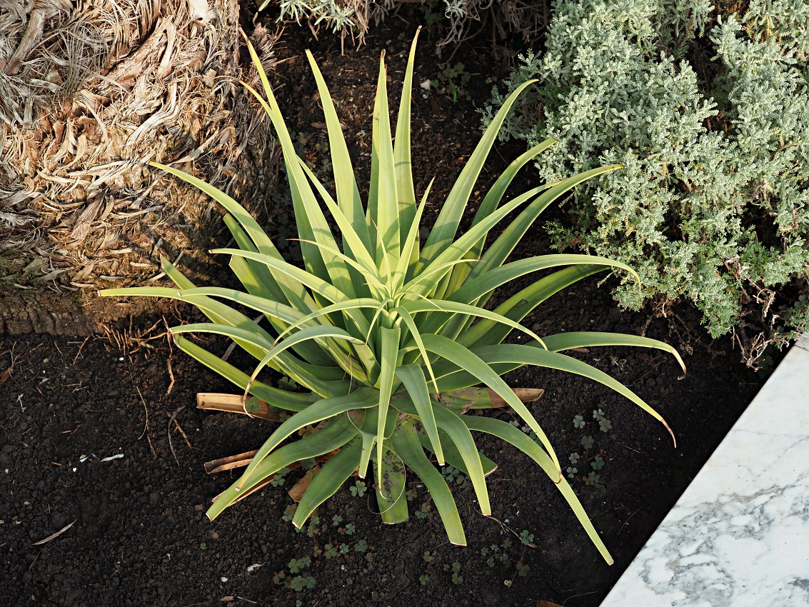 Изображение особи Agave bracteosa.