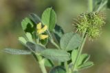 Medicago minima