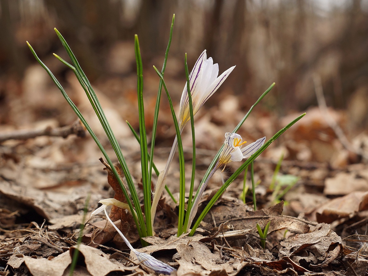 Изображение особи Crocus reticulatus.