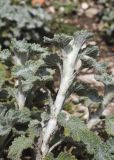 Marrubium vulgare