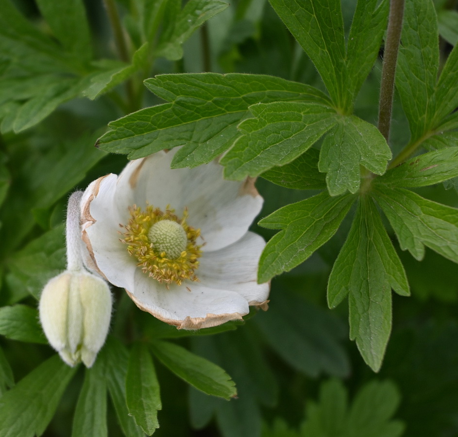 Image of Anemone sylvestris specimen.