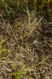Epilobium palustre. Растение с цветами и плодами. Санкт-Петербург, Приморский р-н, заказник «Северное побережье Невской губы», берег Финского залива, заваленный обломками сухих побегов тростника пляж. 30.08.2024.