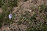 Linum austriacum. Цветущее растение. Турция, ил Карс, окр. г. Дигор, плоскогорье между Дигорским карьером и ущ. р. Дигор, луг. 19 мая 2025 г.
