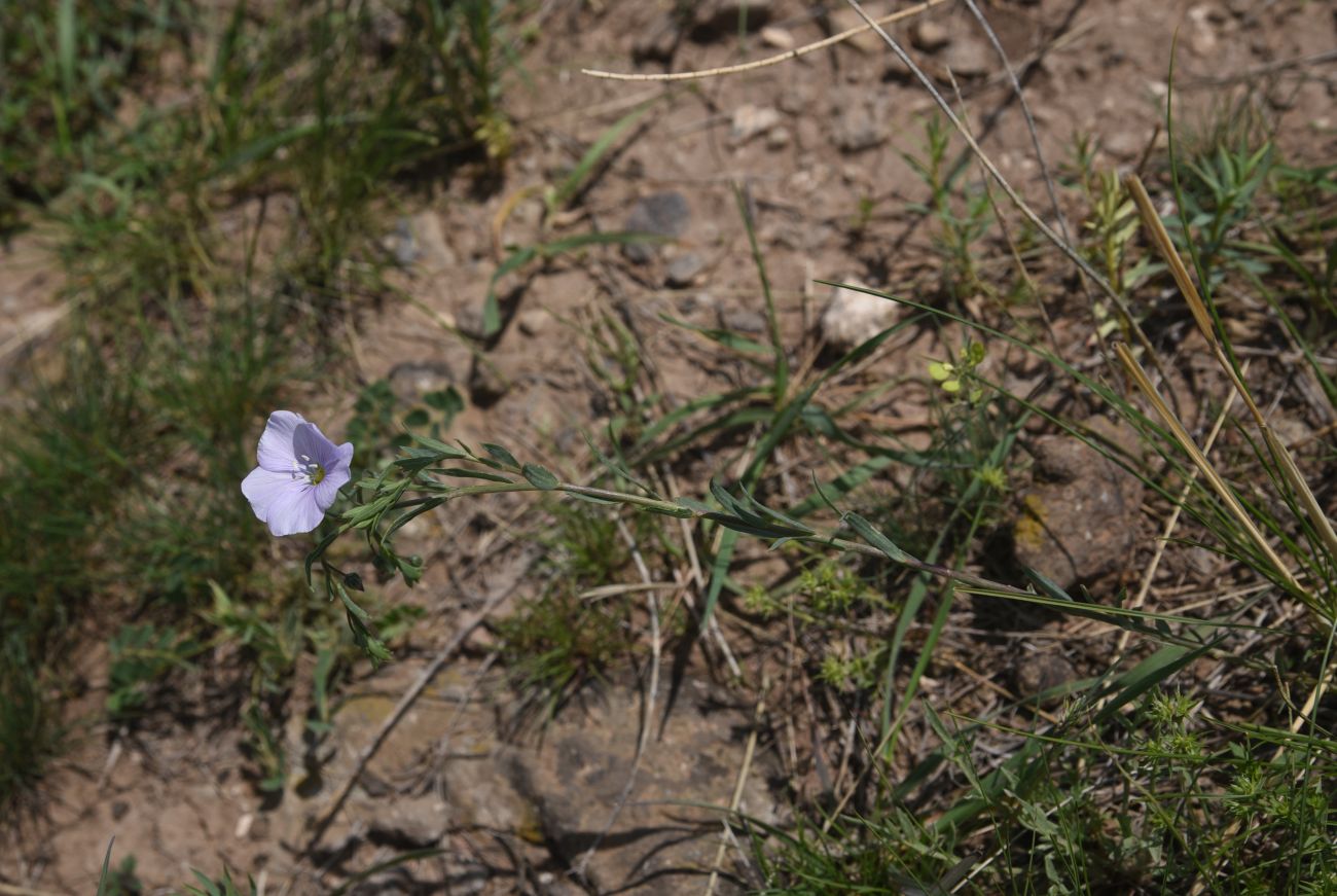 Изображение особи Linum austriacum.
