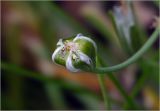 род Ornithogalum. Формирующийся плод. Московская обл., Раменский р-н, окр. дер. Хрипань, садовый участок. 30.05.2025.
