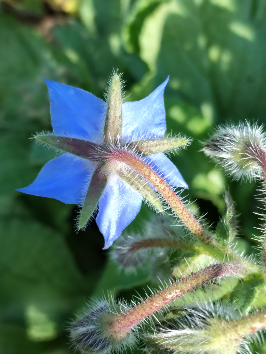 Image of Borago officinalis specimen.