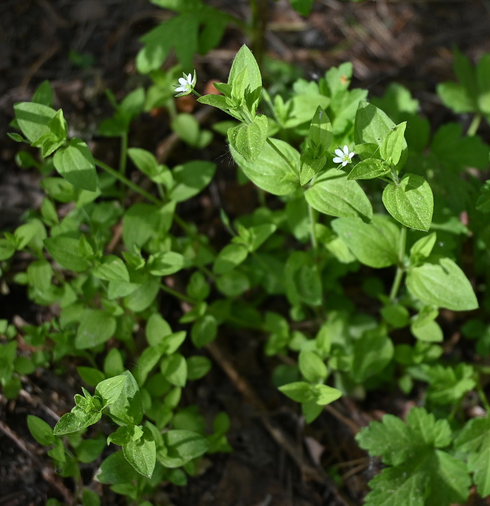 Изображение особи Moehringia trinervia.
