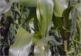 Zea mays. Верхушка развивающегося растения. Московская обл., Раменский р-н, окр. дер. Хрипань, садовый участок. 05.07.2025.
