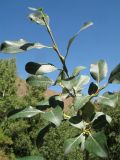 Salix karelinii
