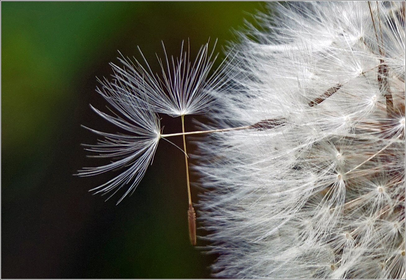 Image of Taraxacum officinale specimen.