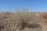 Artemisia santonicum