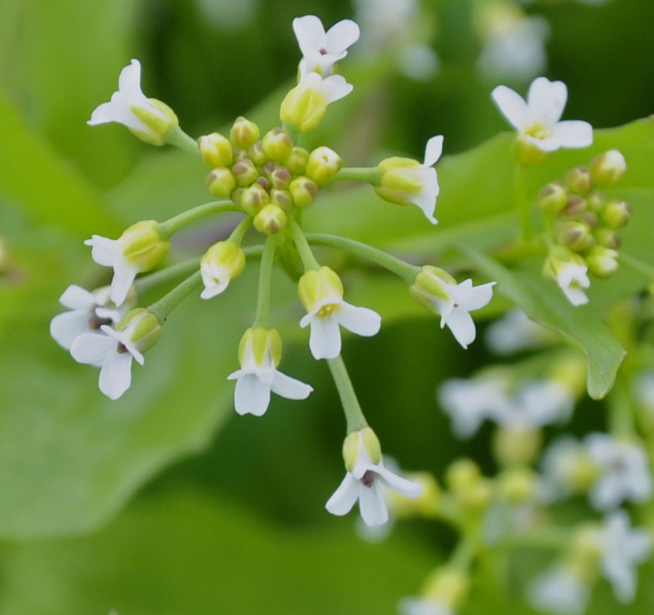 Изображение особи Calepina irregularis.