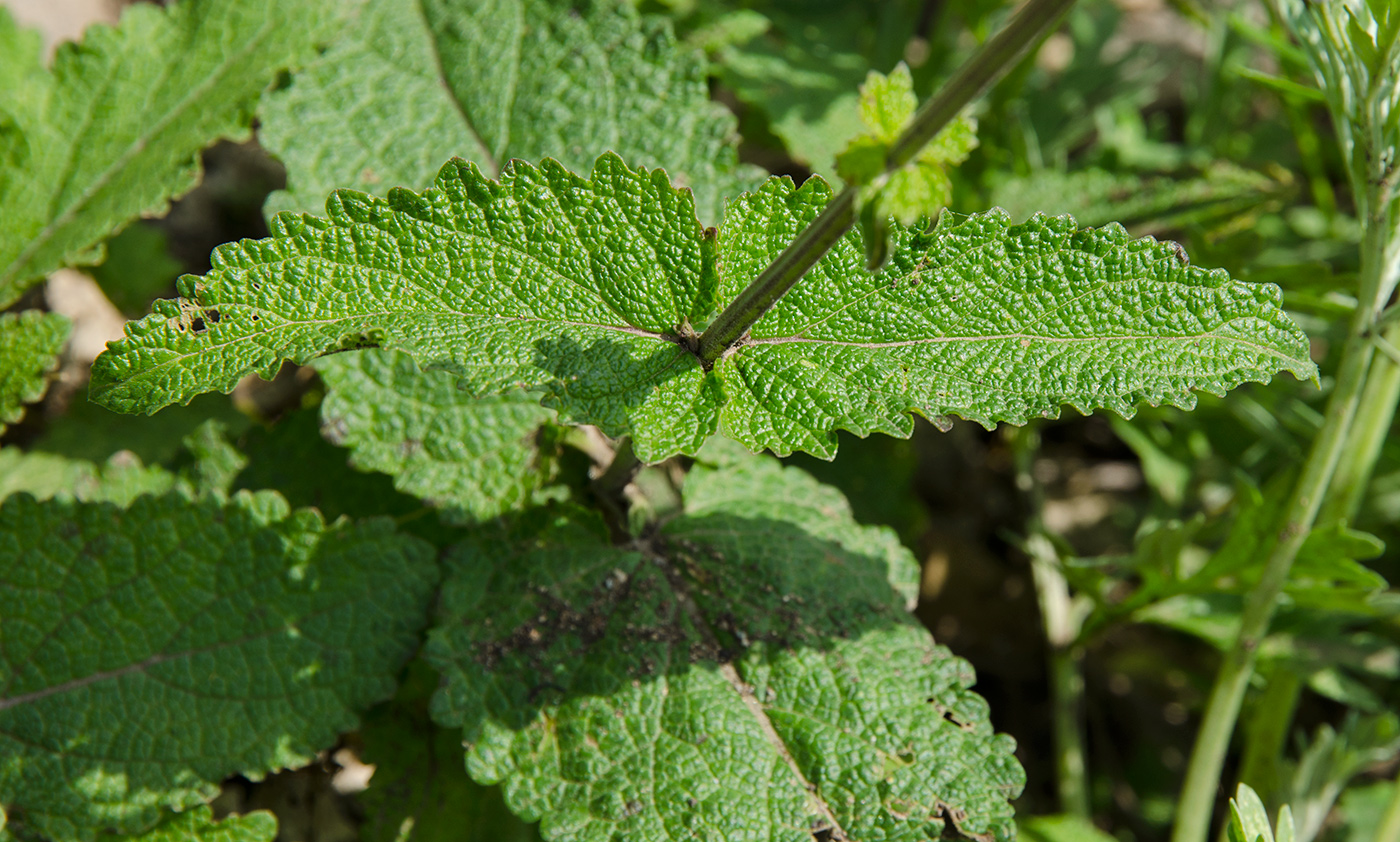 Image of Salvia stepposa specimen.
