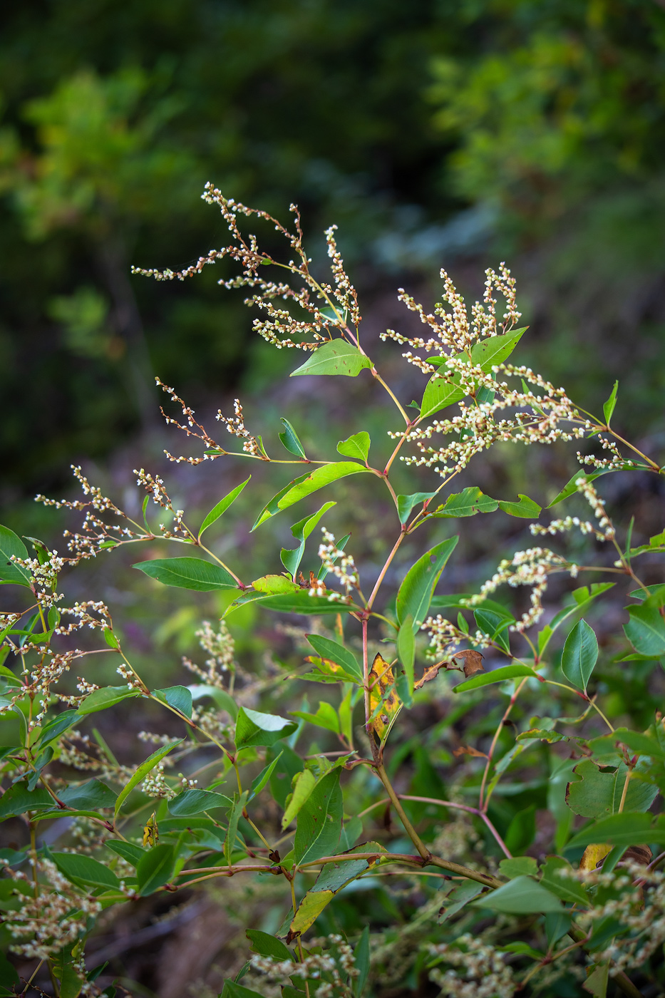 Image of Aconogonon jurii specimen.