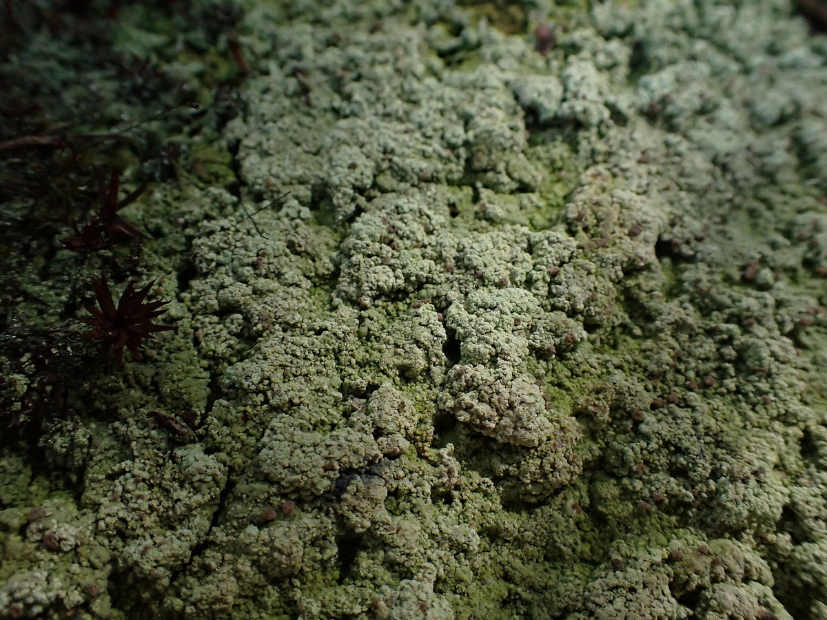 Изображение особи отдел Ascomycota.