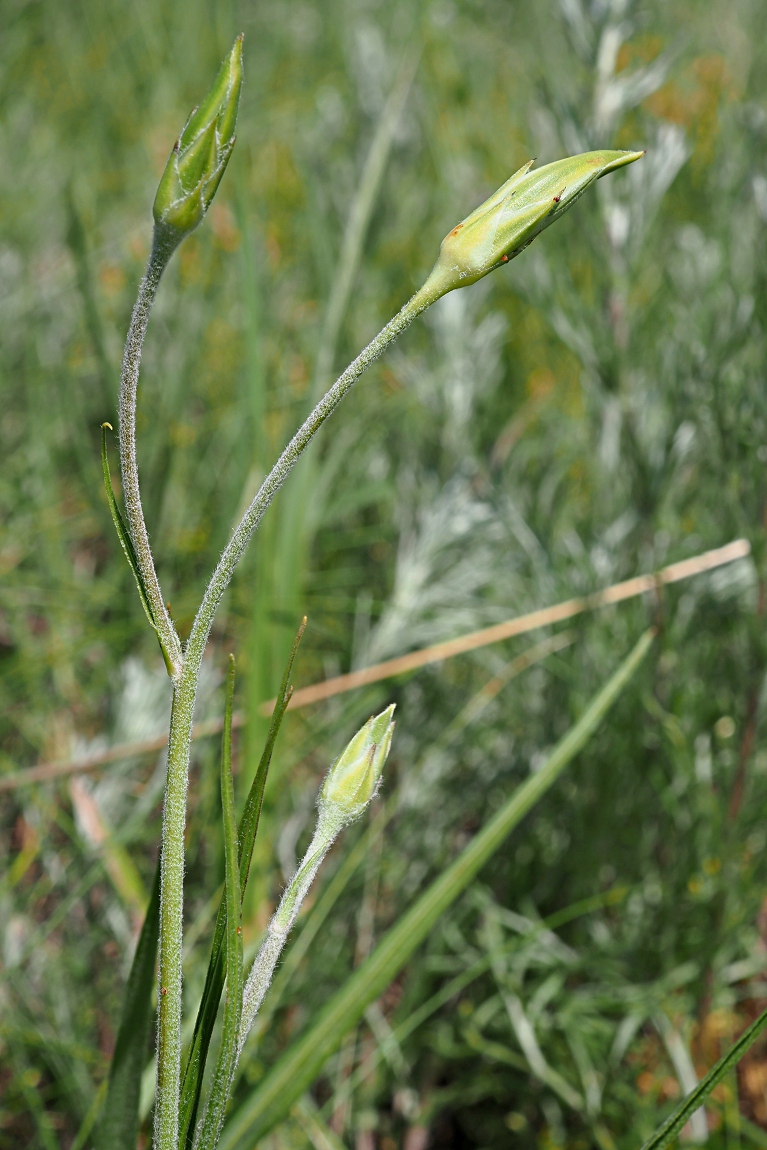 Изображение особи Scorzonera stricta.
