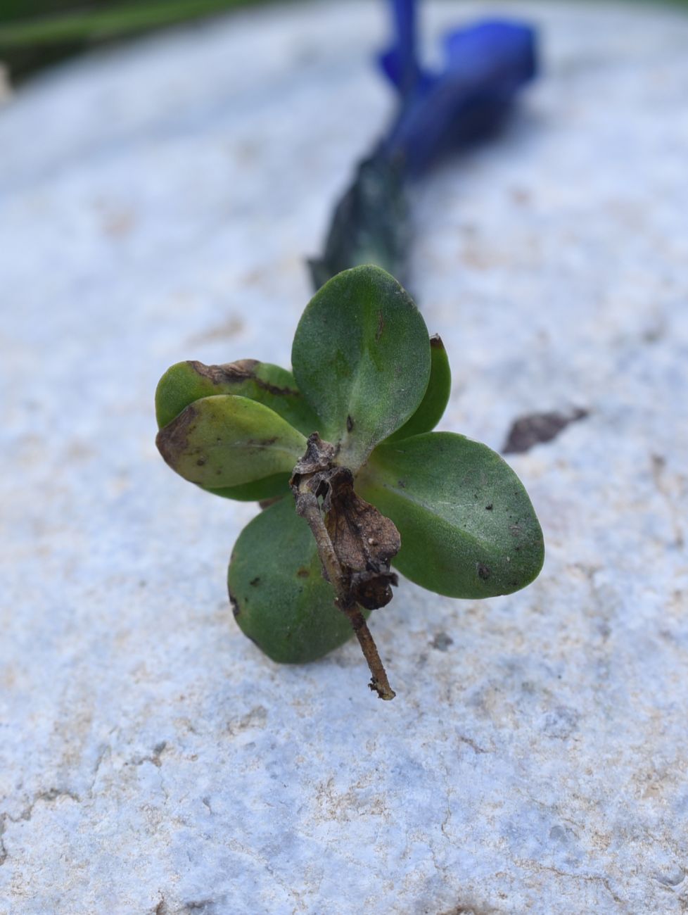 Изображение особи Gentiana pontica.