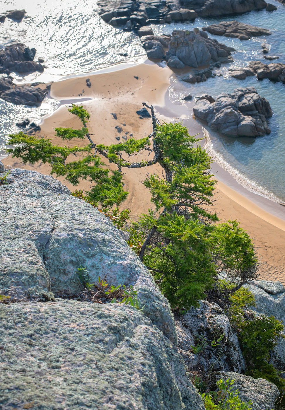 Image of Larix olgensis specimen.