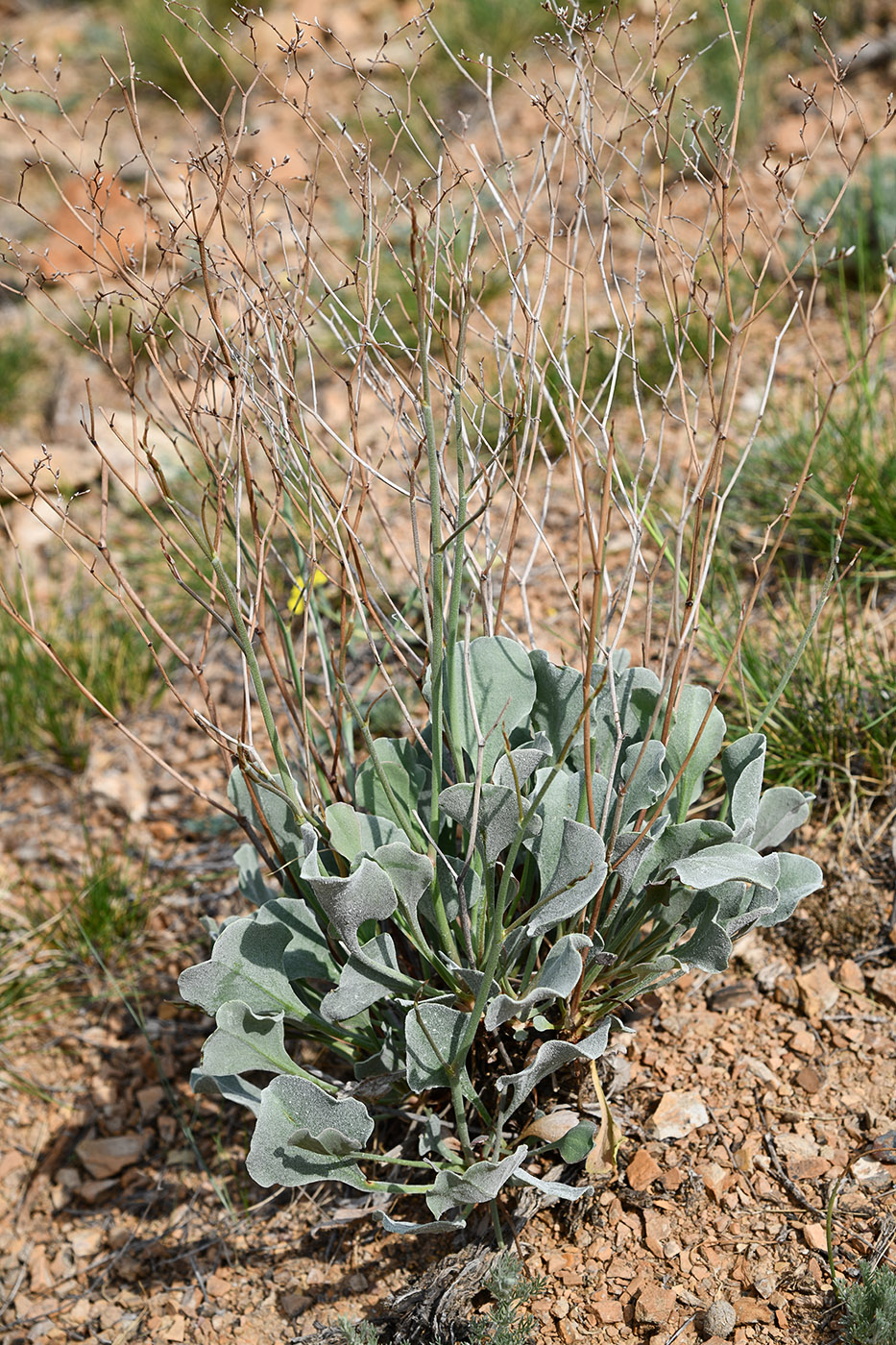 Изображение особи Limonium ferganense.