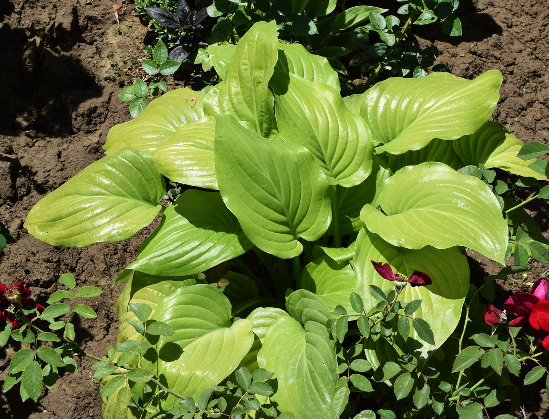 Изображение особи род Hosta.