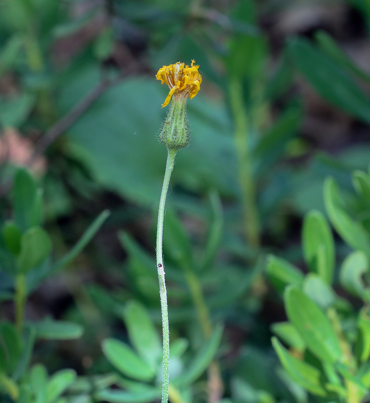 Image of familia Asteraceae specimen.