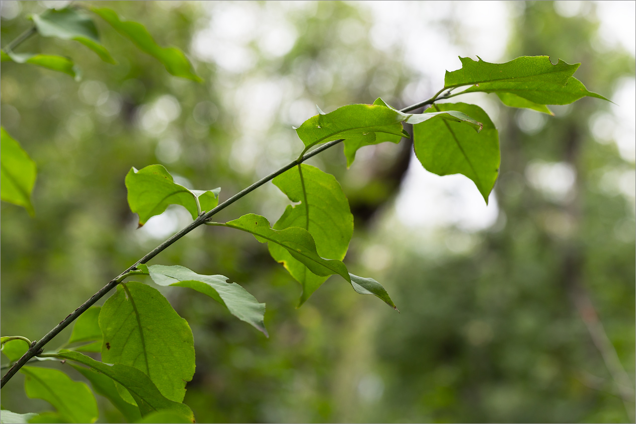 Изображение особи Euonymus europaeus.