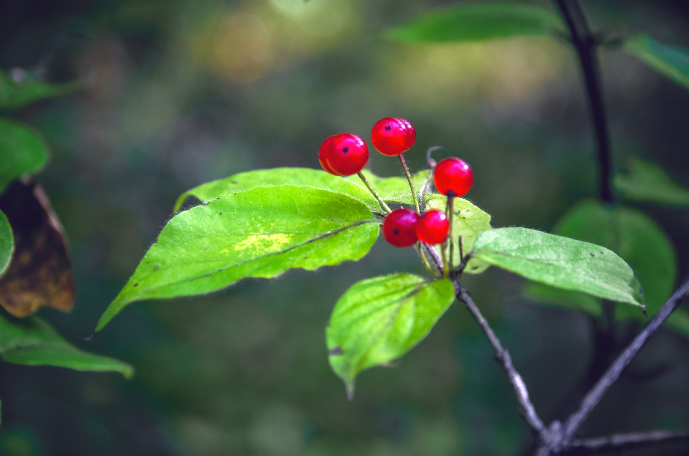 Изображение особи Lonicera chrysantha.
