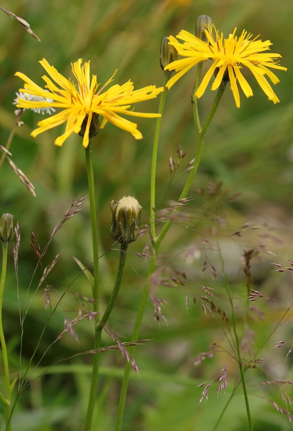 Изображение особи Crepis coreana.