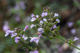 семейство Lamiaceae