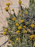 Helichrysum italicum. Верхушки побегов с соцветиями. Португалия, округ Лейрия, пос. Назаре, песчаный пляж. 07.08.2025.