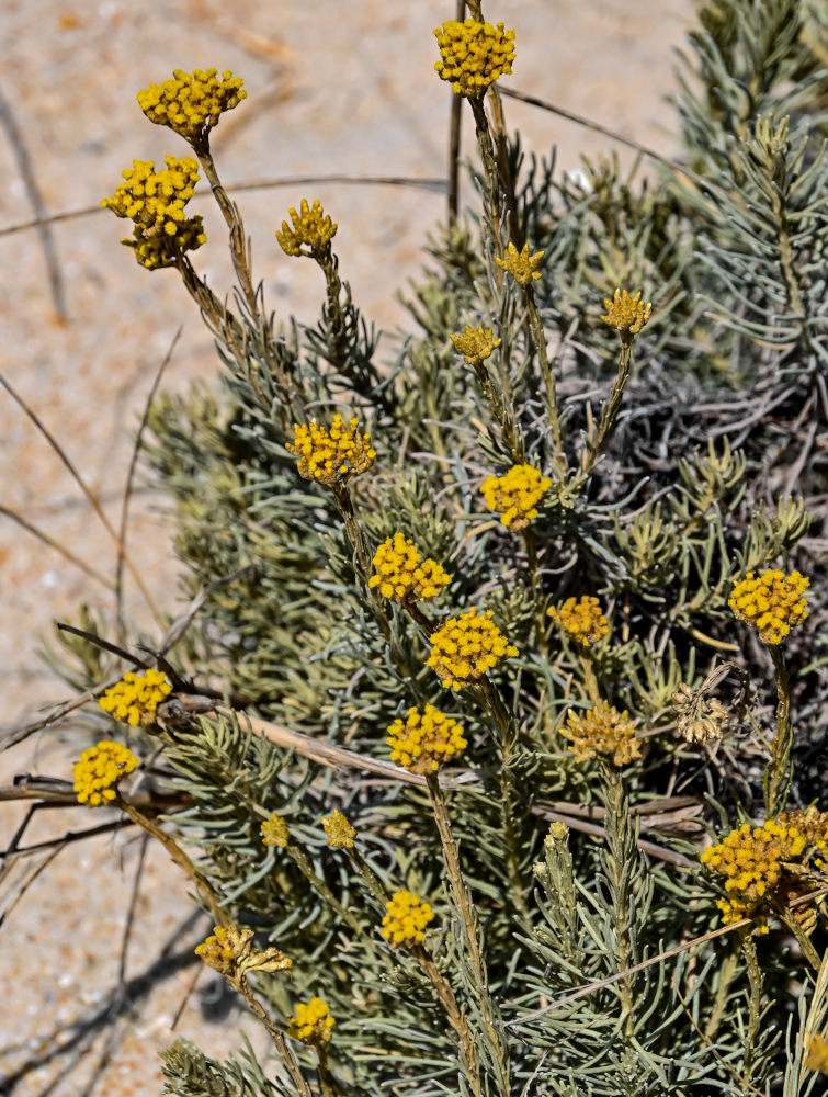 Изображение особи Helichrysum italicum.