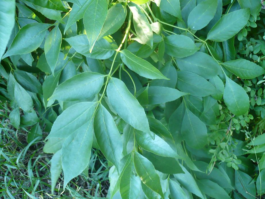 Изображение особи Fraxinus pennsylvanica.