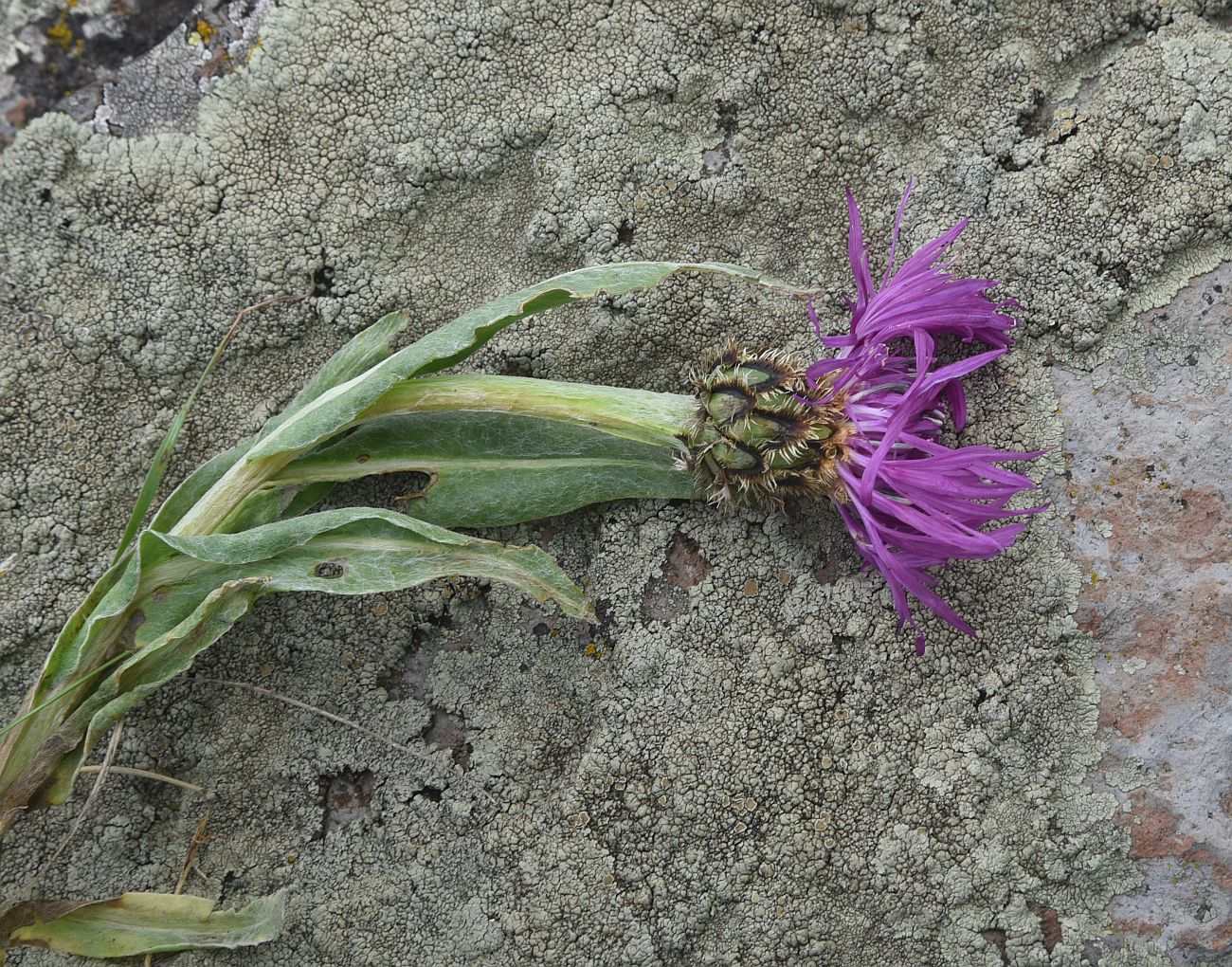 Изображение особи Centaurea willdenowii.