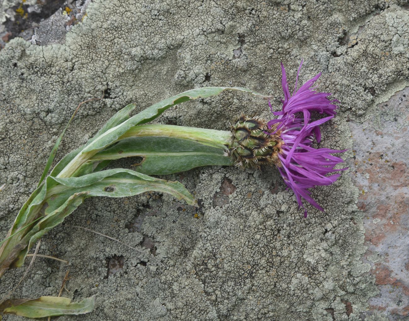 Image of Centaurea willdenowii specimen.