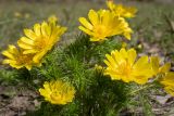 Adonis vernalis. Верхняя часть цветущего растения. Томская обл., Кожевниковский р-н, окр. с. Уртам, разреженный березняк. 07 мая 2026 г.