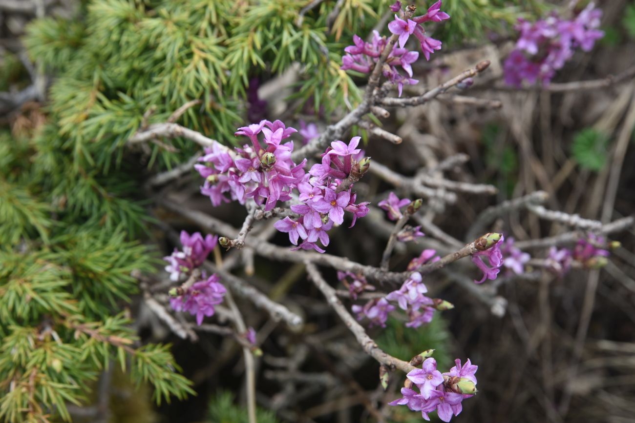 Изображение особи Daphne mezereum.