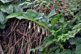 genus Polygonatum
