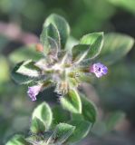 Ziziphora graveolens