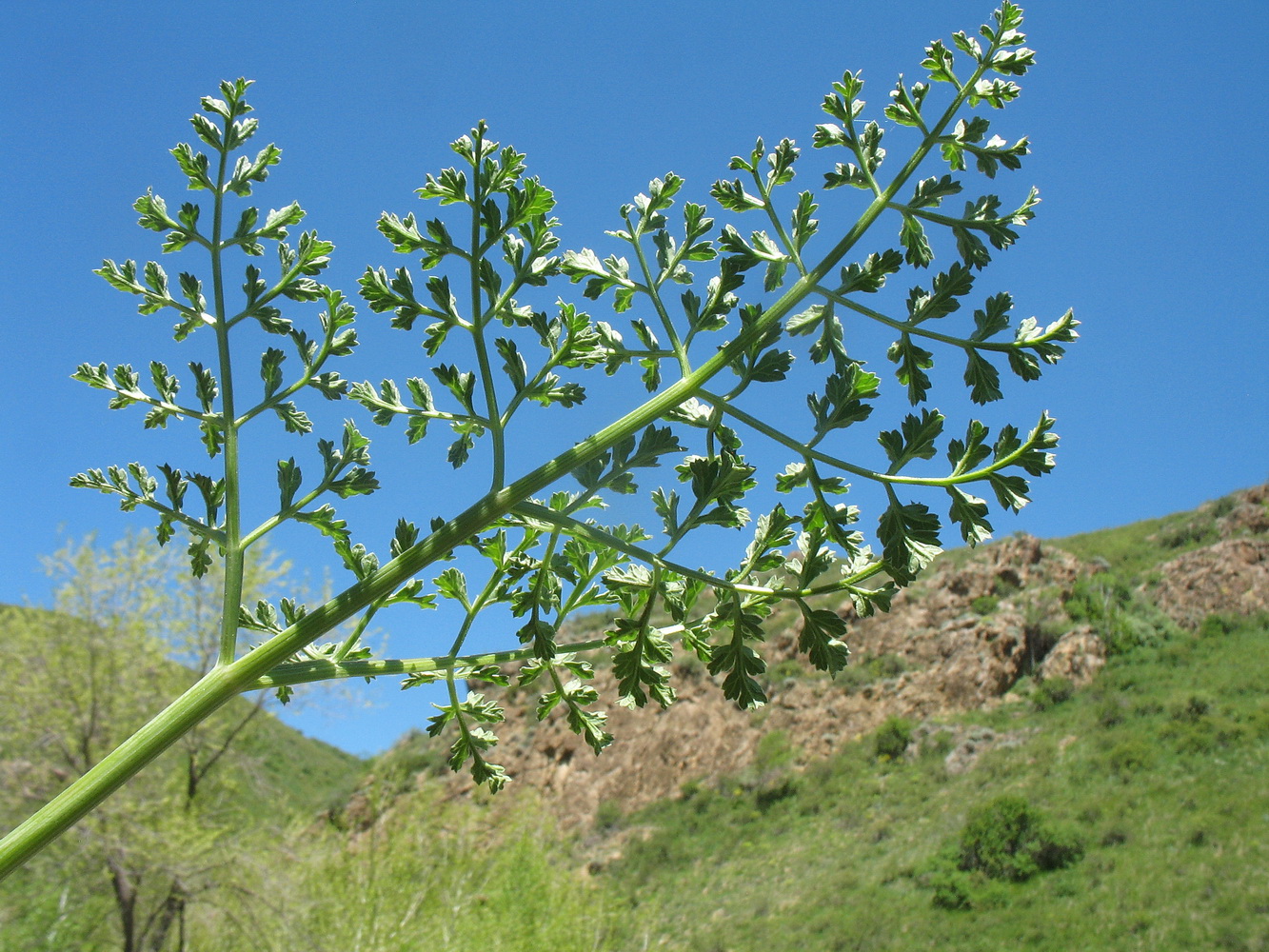 Image of Ferula akitschkensis specimen.