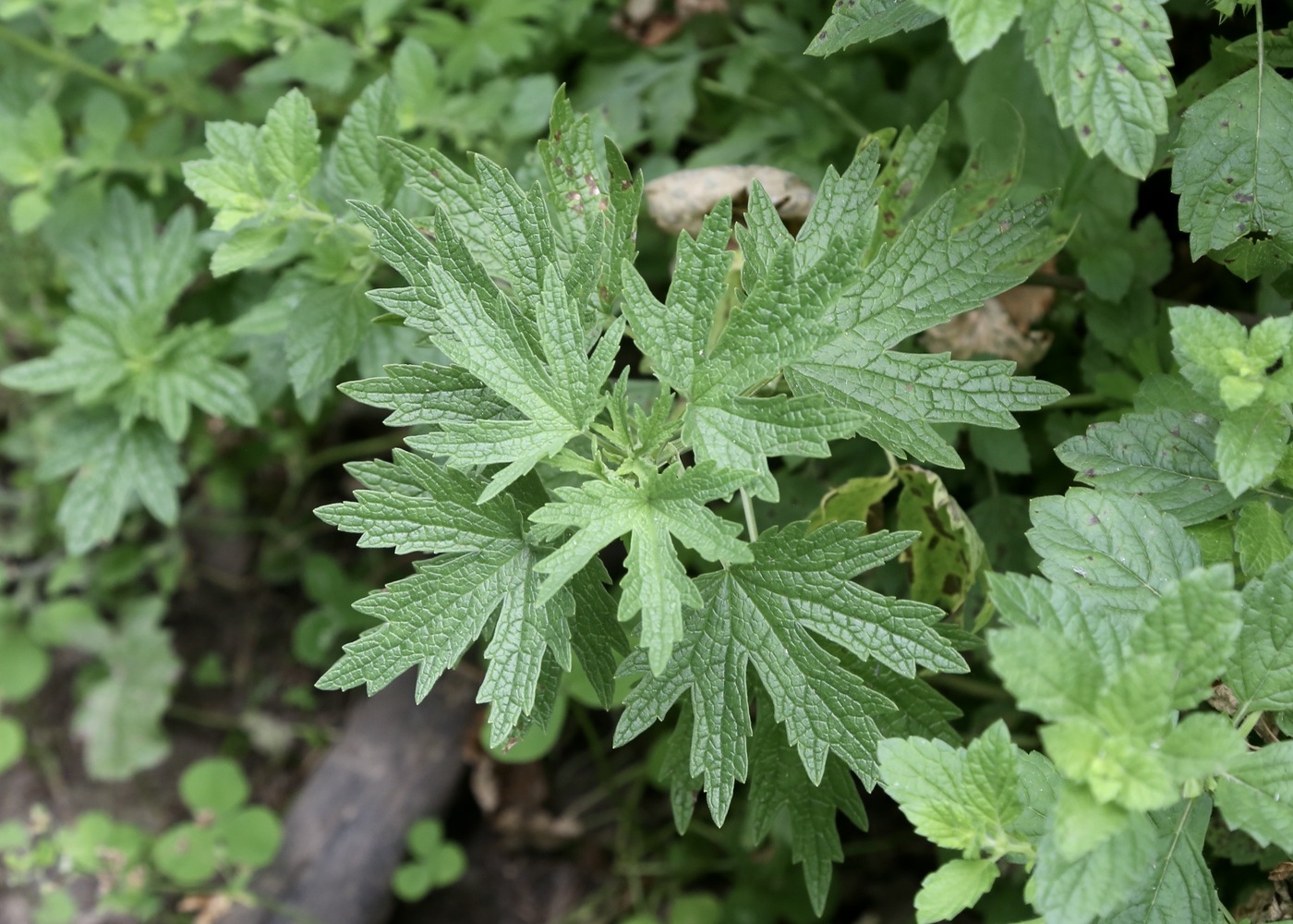Изображение особи Leonurus turkestanicus.