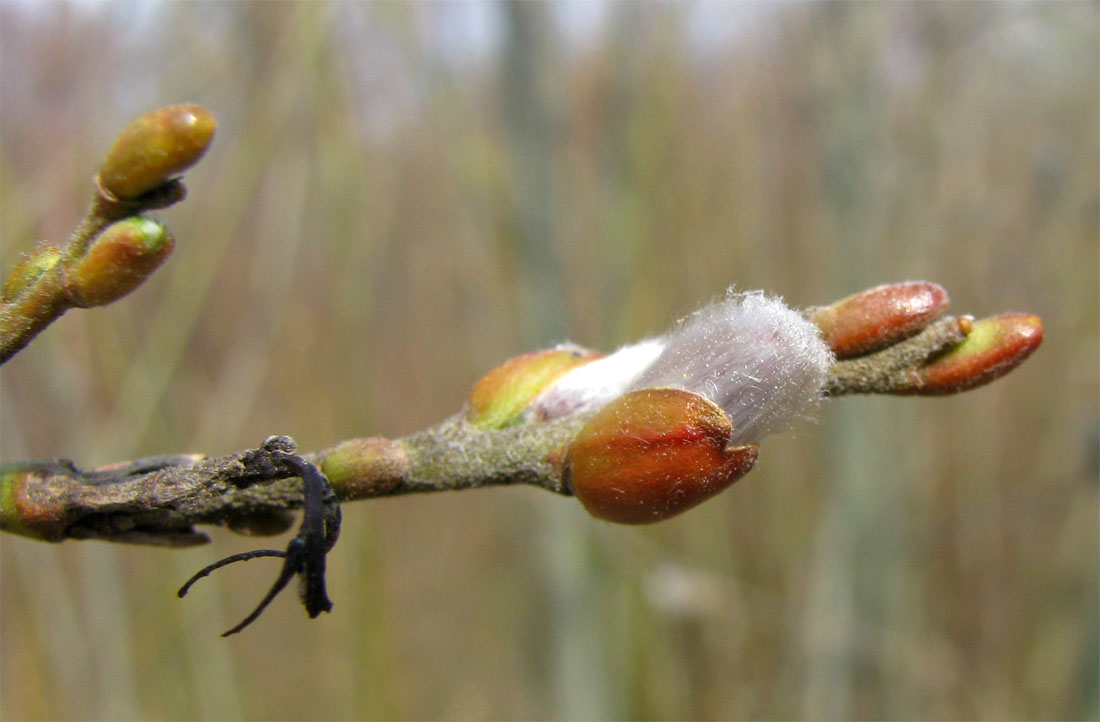 Изображение особи Salix &times; eriophora.