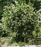 Ligustrum vulgare. Цветущее растение. Волгоград, Красноармейский р-н; бул. Энгельса, 27. 05.06.2026.