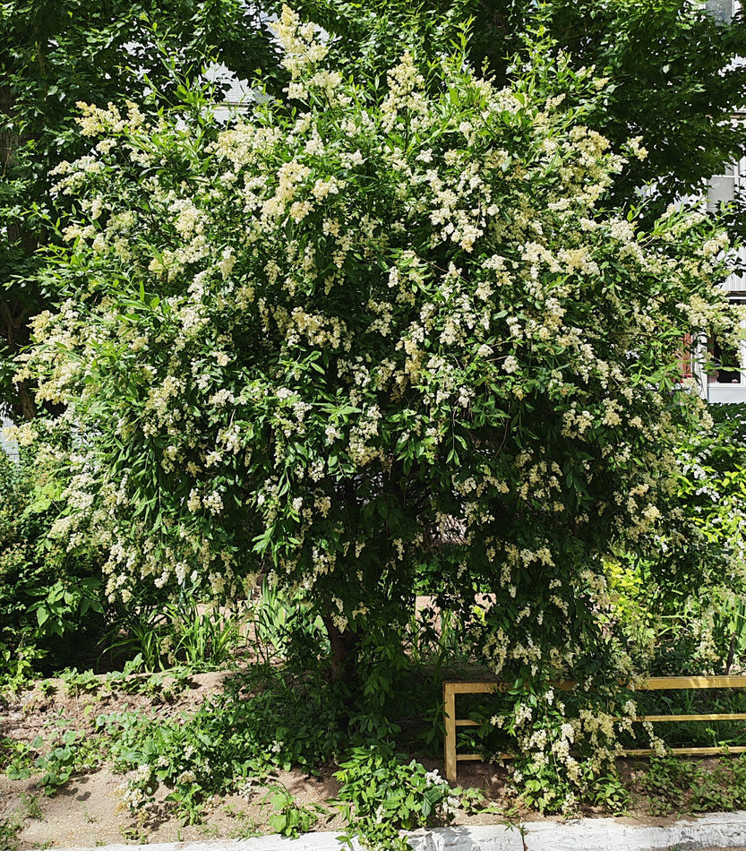 Изображение особи Ligustrum vulgare.
