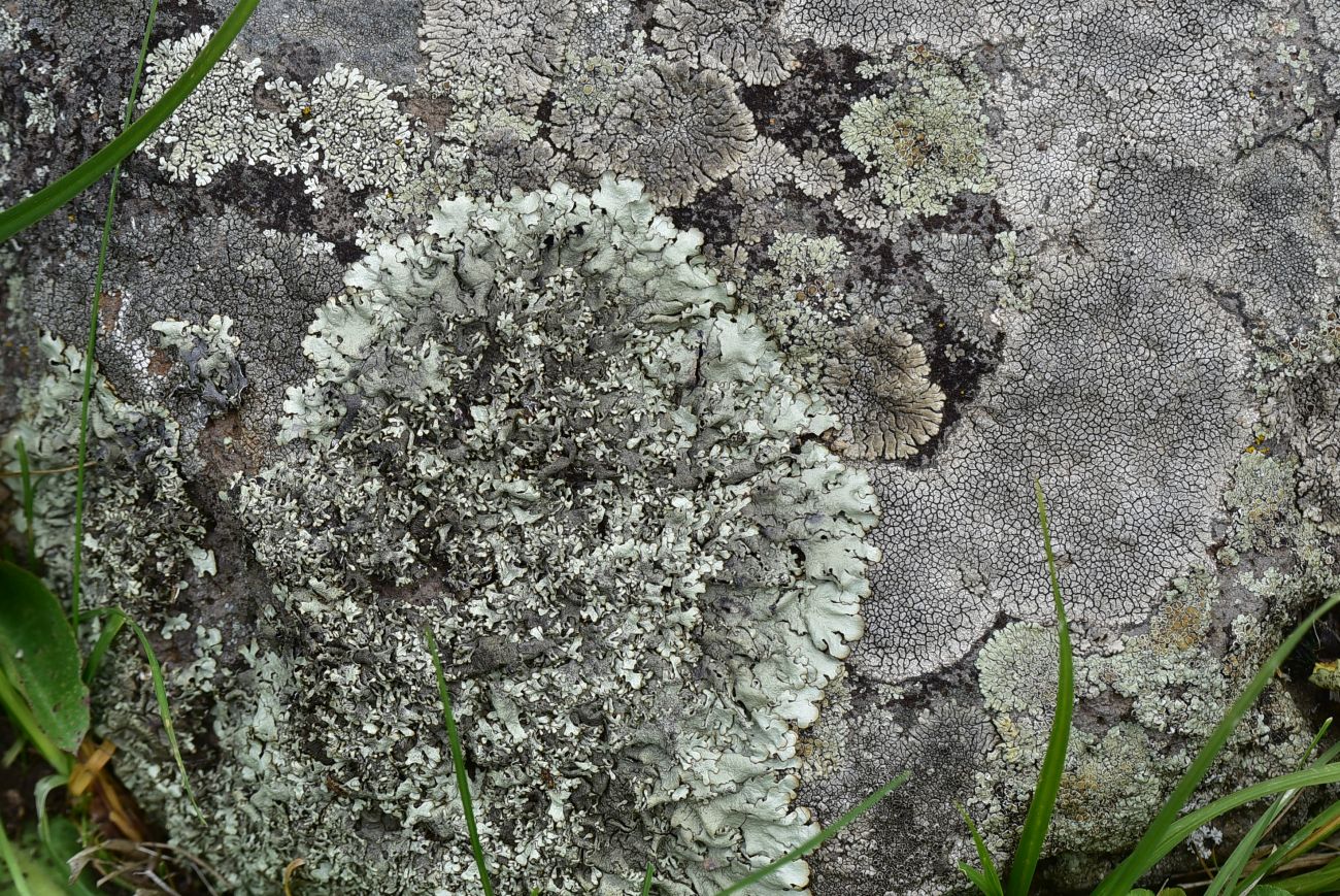 Image of division Ascomycota specimen.