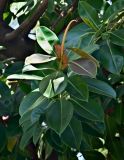 Ficus elastica. Верхушка побега с развивающимся листом. Португалия, о-в Мадейра, г. Фуншал, в культуре. 09.06.2026.