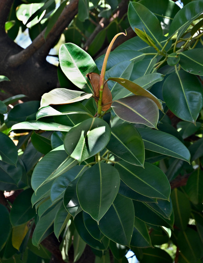 Image of Ficus elastica specimen.
