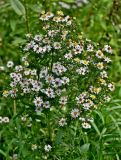 Symphyotrichum novi-belgii. Верхушка цветущего растения. Московская обл., Сергиево-Посадский гор. округ, верховья р. Воря, луговой склон. 22.08.2026.